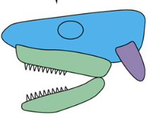 <ul><li><p>palatoquadrate fused to chondrocranium, frees up hyomandibular</p></li><li><p>EX] cat</p></li></ul><p></p>