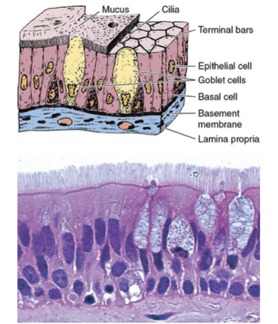 <p>columnar and appears to have multiple layers, but every cell attaches to the basement membrane, some cells do not reach the free surface, they may secrete or be ciliated</p>