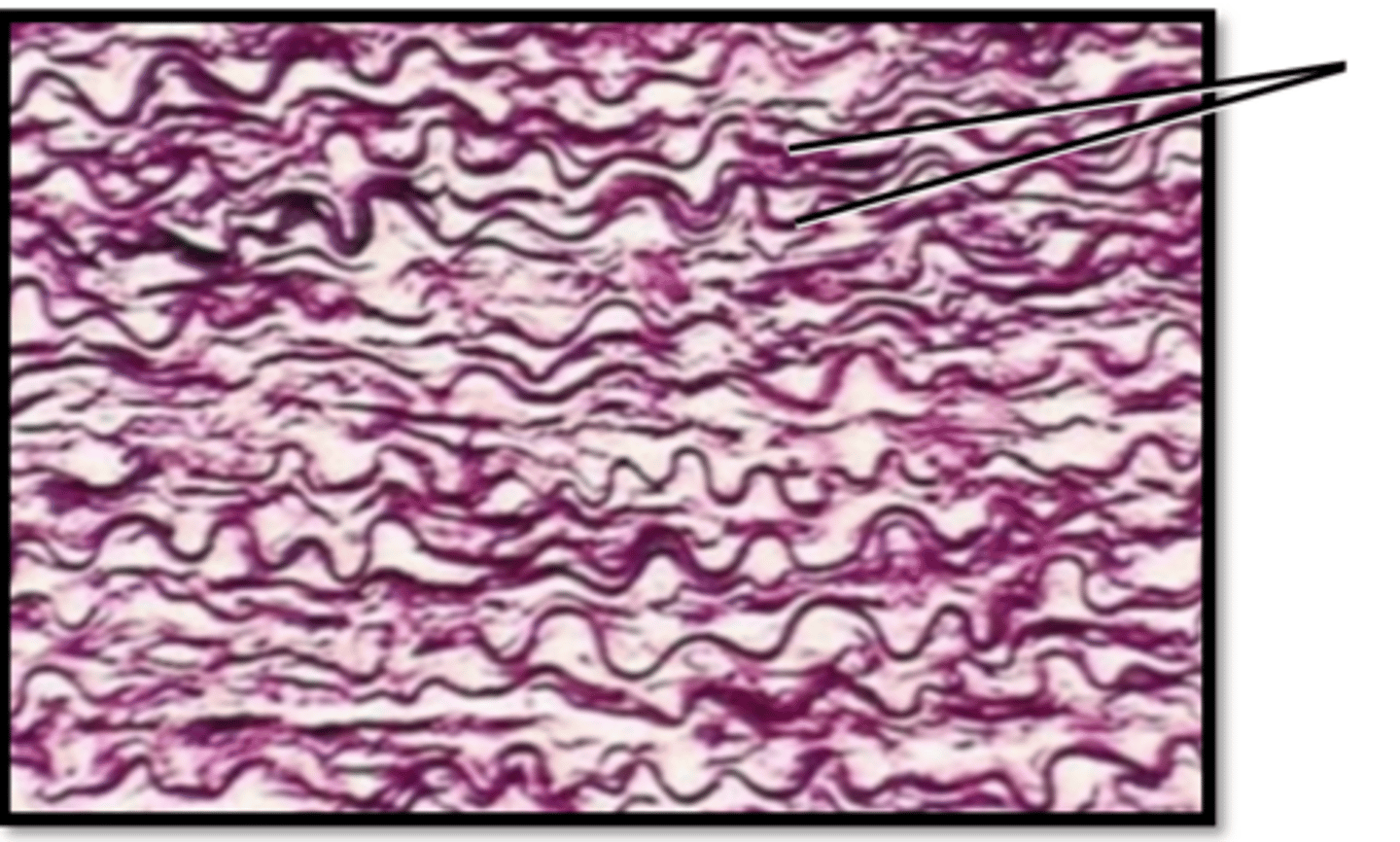 <p>Name this tissues location</p>