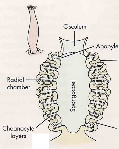 <p>1st stages of body wall folding<br>Folded 'pockets' lined with collar cells</p>