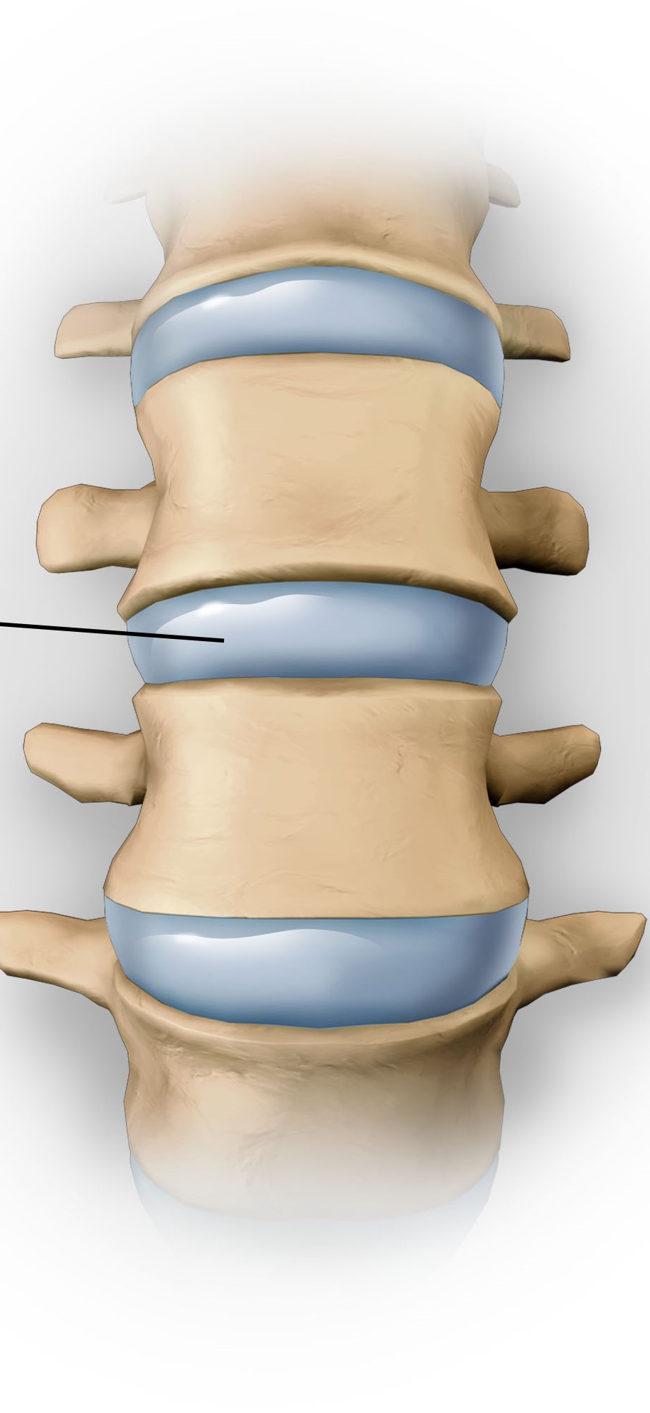 <p>Cushions between the bones of the spine that absorb shock and allow movement</p>