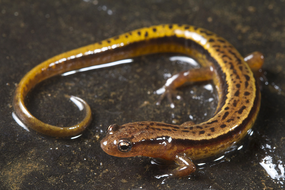 <p>Two-lined Salamander</p>