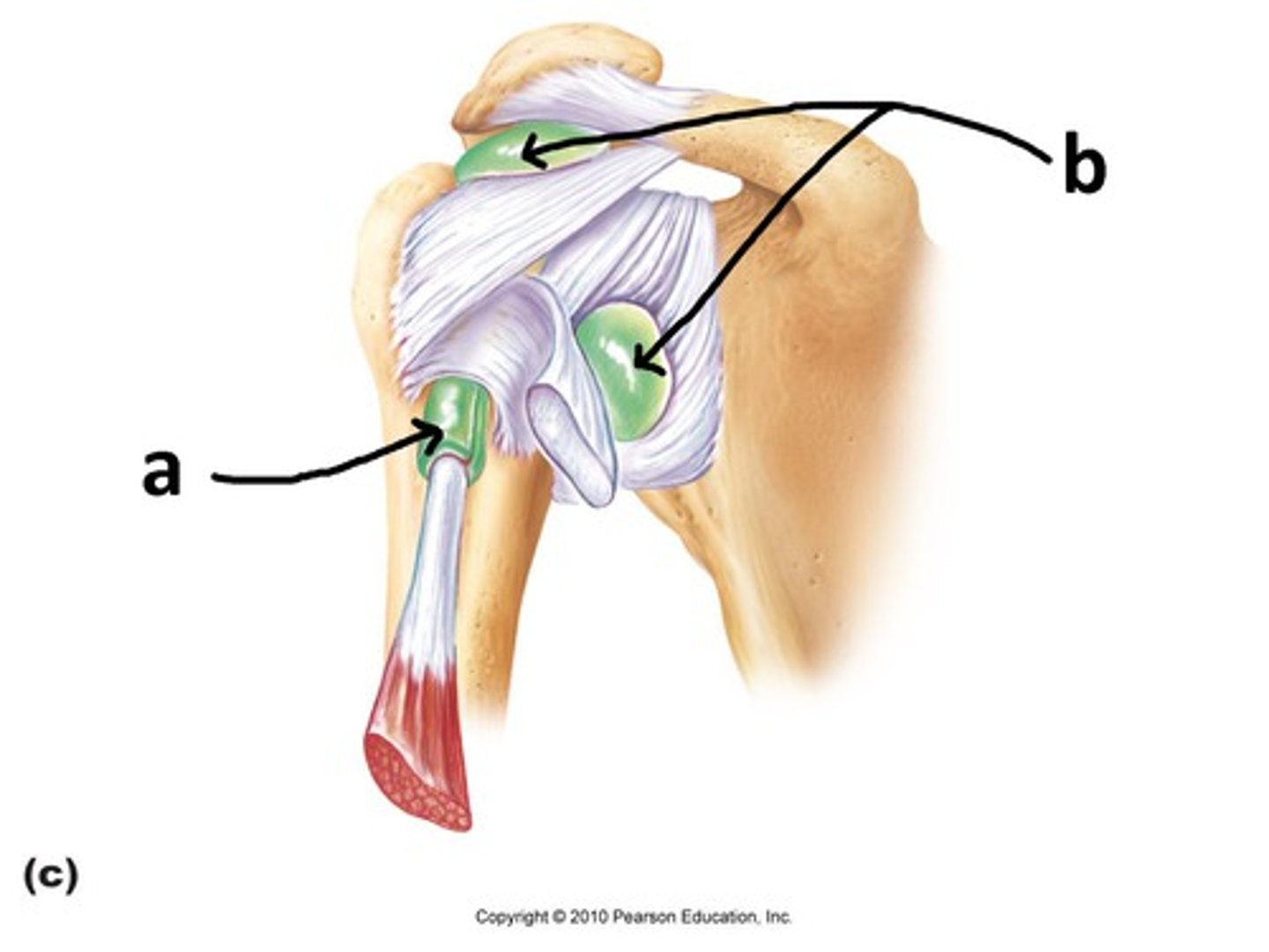 <p>Fluid-filled sacs that reduce friction at the joint.</p>