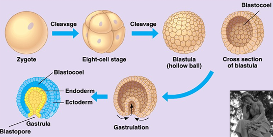 <p>They undergo <strong>embryonic development</strong>, producing <strong>multiple tissue layers</strong>.</p>