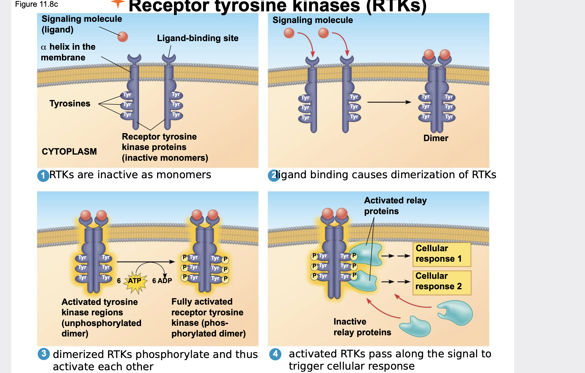 A kinase is an enzyme that attaches a phosphate group to another protein. \n .Receptor tyrosine kinases (RTKs) are membrane receptors that attach phosphates to the amino acid tyrosine in a protein \n .A receptor tyrosine kinase can trigger multiple signal transduction pathways at once by phosphorylating multiple proteins in multiple pathways