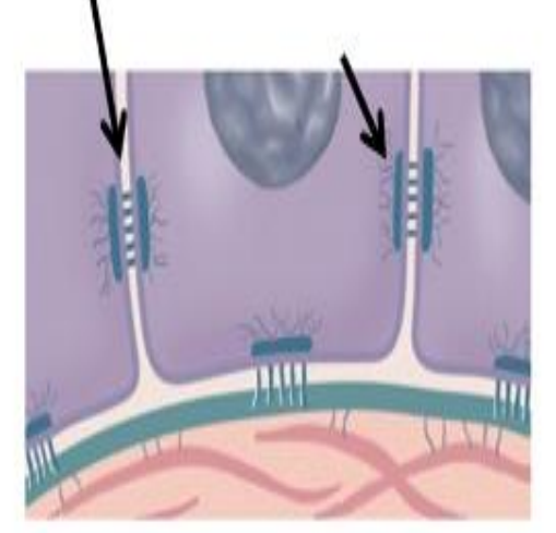 <p>What function does a <strong>desmosome</strong> serve?</p>