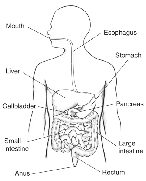 <ul><li><p class="">Breaks down food into molecules.</p></li><li><p class="">Molecules pass into bloodstream &amp; through cell membranes.</p></li><li><p class="">Provides nutrients (e.g. glucose) for energy.</p></li><li><p class=""><strong>Lego car: the digestive system breaks down the lego house into bricks and the cells builds a lego car or something else that is different</strong></p></li></ul><p></p>