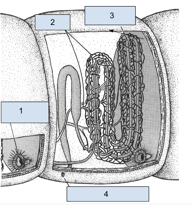 Annelid Excretory System