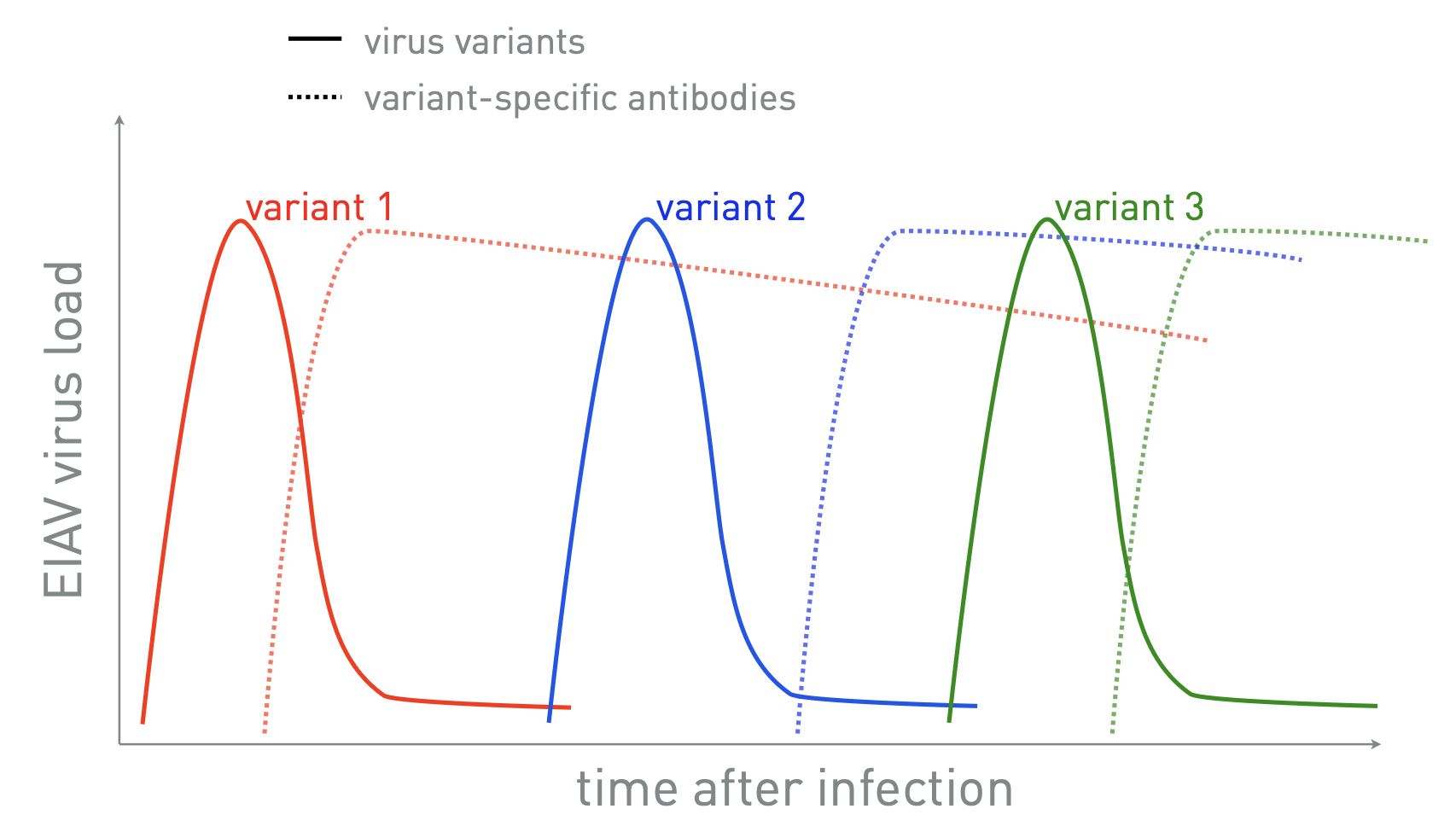 <p>within-host evolution → continually spawns <strong>novel antigenic variants</strong> that “escape” immune response</p>