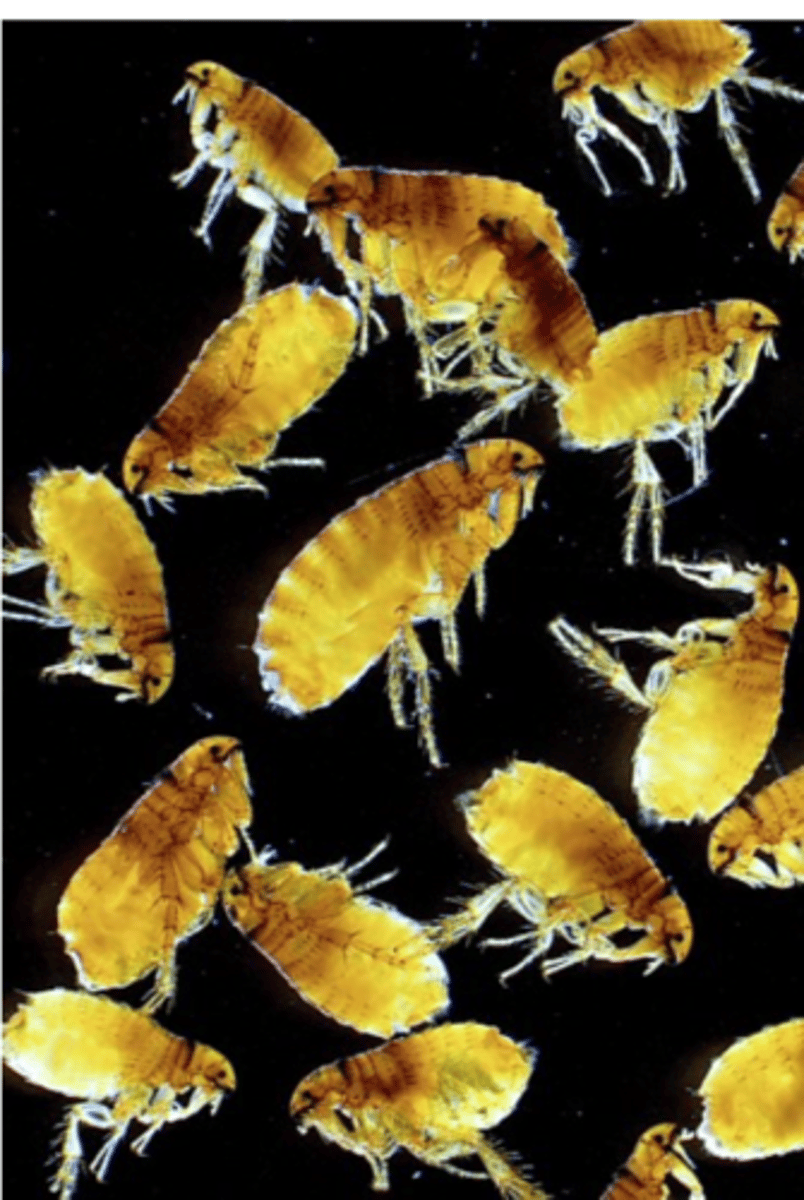 <p>Chemoresistance?</p><p>Proven to carbamates, organophosphates and pyrethroids;</p><p>Fipronil?</p><p>Ask the owner if the products were applied correctly (on the skin and not on the haircoat for the topical drugs), observing the timing etc;</p><p>Ask the owner if she/he treated all the pets in the household;</p><p>Is the pet's environment shared with wildlife or unknown animals?</p><p>2) Provide the animals with relief from pruritus/allergic reactions</p><p>3) Treat any secondary infections</p>