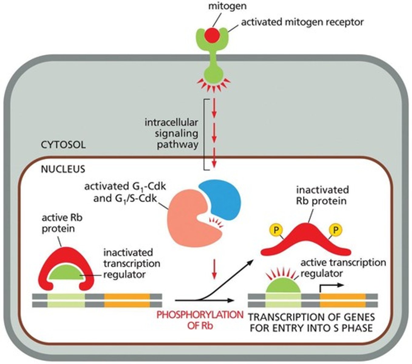 <p>TFs activate genes necessary for entrance into S-phase after the deactivation of Retinoblastoma (Rb) protein.</p>
