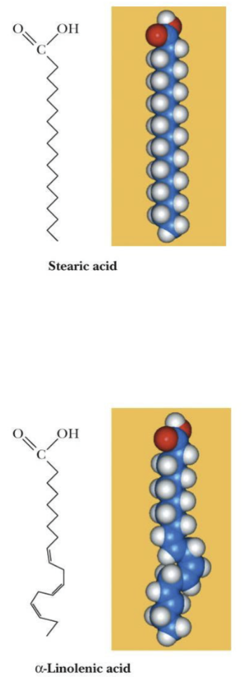 <p>Have lower melting points than saturated fatty acids</p><p></p>