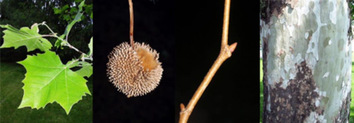 <p>Leaves: alternate, simple, large, 8" wide) w/3-5 lobes and large teeth, bright green above, pale and hairy beneath - especially along leaf veins, petiole base completely encompasses bud. Smaller sinuses and less jagged than L.p.</p><p>Twigs: Twigs grayish tan, smooth. </p><p>Buds: cone-shaped, burgundy red colored, smooth, octagonal in cross-section. </p><p>Fruit: pendant, round cluster of tan colored achenes. One fruit per stalk.</p><p>Bark: distinctive, multi-colored (green, tan, white, brown). Peely, exfoliating on younger bark</p><p>Form/Silvics: Largest diameter trees in North America; fast growing, can live to 600 years. Found in bottomland sites that may occasionally flood, shade intolerant. Distinctive look.</p>