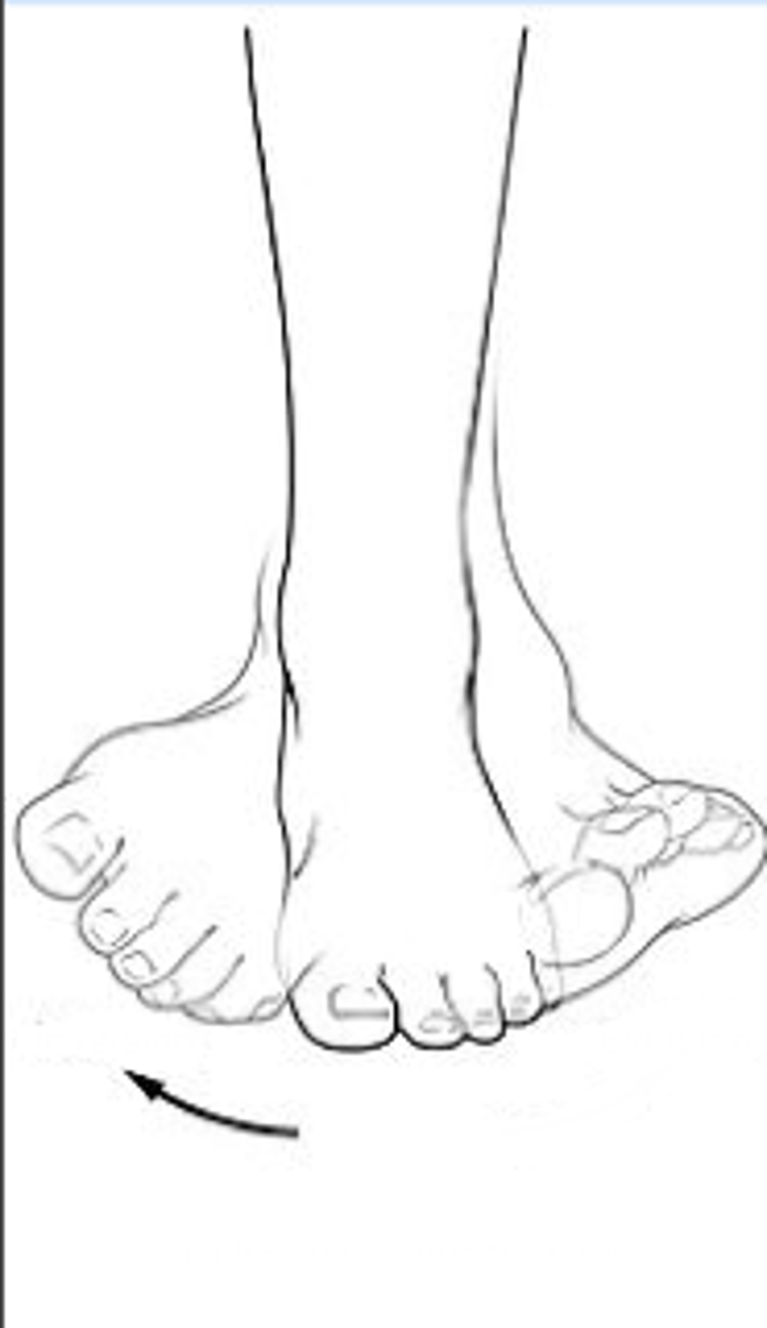 <p>Identify the action indicated by the arrow.</p>