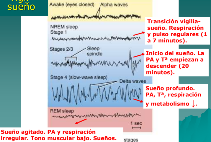 <p>Se piensa que hay sustancias inductoras del sueño como la  <strong>Adenosina </strong>(producto del uso del ATP)</p>