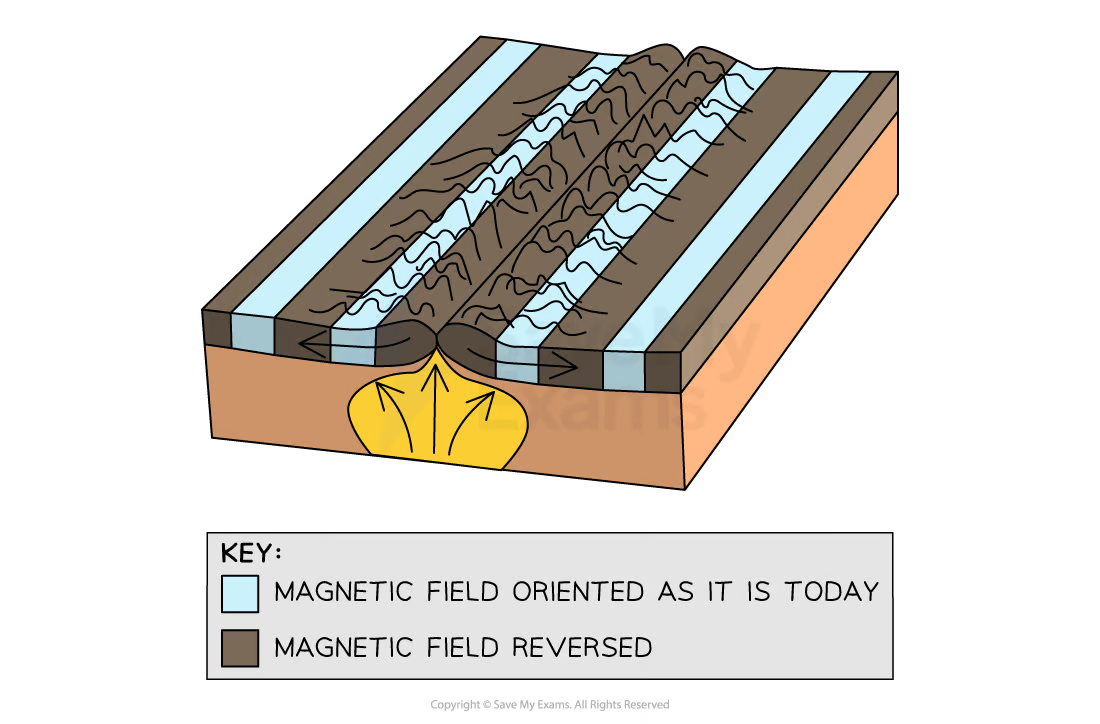 <ul><li><p><span><strong>Palaeomagnetism</strong></span> provides evidence that the sea floor has gradually moved apart at a mid-ocean ridge</p></li><li><p>Lava cools and solidifies with the minerals lining up with the magnetic field</p></li><li><p>The direction of the minerals on either side is a mirror image</p></li></ul><p></p>