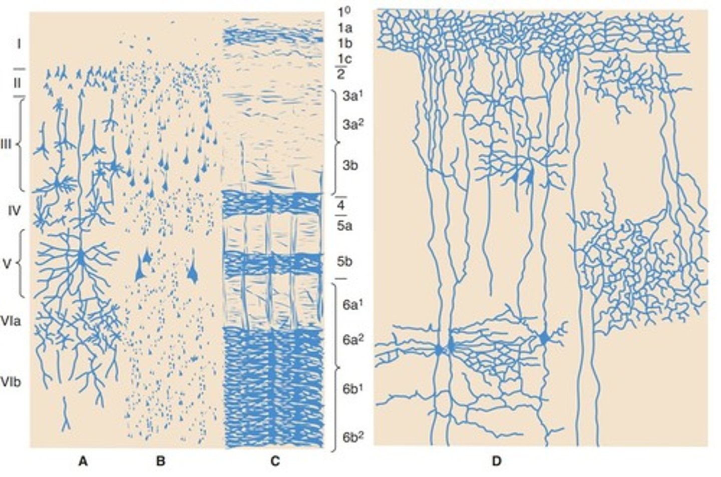 <p>Type of neuron in the cerebral cortex.</p>