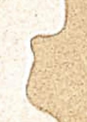 <p><span>middle of gray horns</span></p>