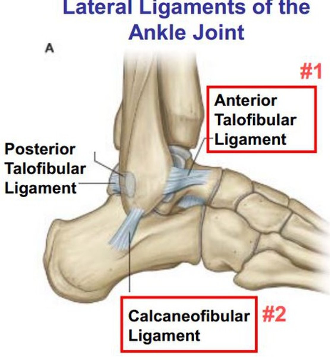 <p>Articulation between the talus (large posterior foot tarsal), tibia, and fibula.</p><p>The talus also articulates with the navicular bones.</p><p>The heel (calcaneus bone) is connected to the tibia and fibula by ligaments.</p>