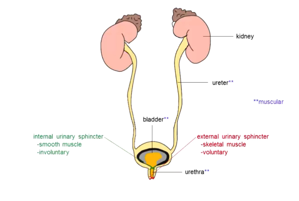 <p>Kidneys, ureter, bladder, urethra, internal urinary sphincter, external urinary sphincter</p><p>All but kidneys are muscular → push urine through</p>