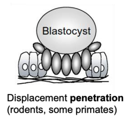 <ul><li><p>trophoblast induces apoptosis of uterine epithelium</p></li><li><p>invasive implantation</p></li><li><p>rodents, some primates</p></li></ul><p></p>