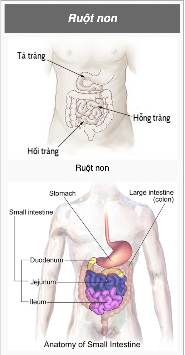 <p>Jejunum</p>