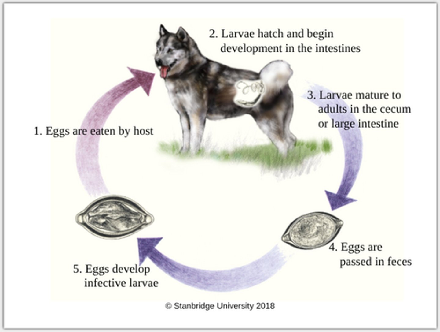 knowt flashcard image