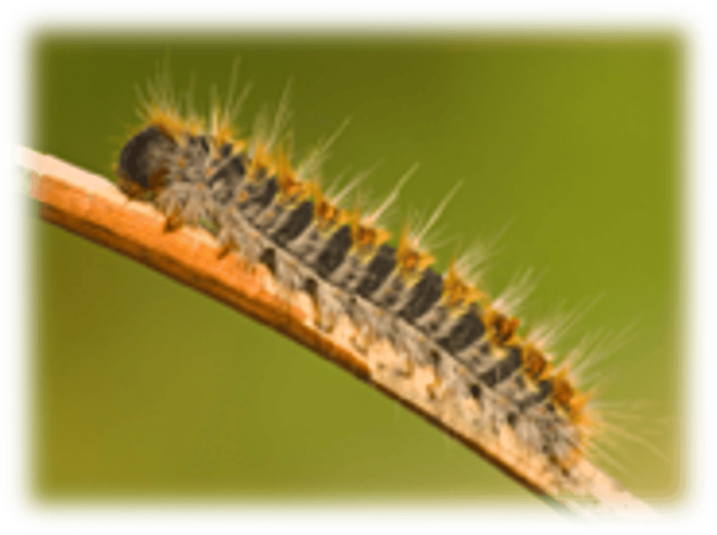 <p>Name?</p>