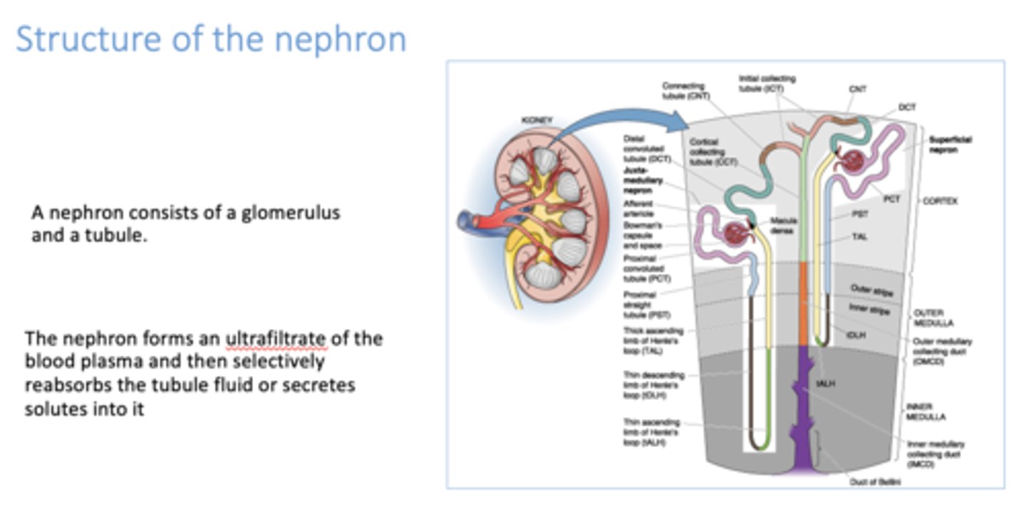 <p>nephron</p>