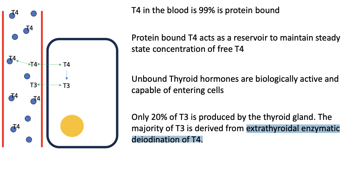 <p>thyroid gland.</p><p>extrathyroidal enzymatic deiodination of T4.</p>