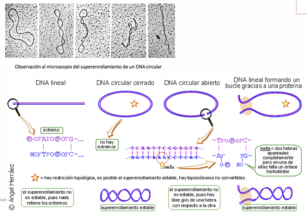 <p>El superenrollamiento posee especial significado para entender la organización del cromosoma, explicando cómo el DNA puede alojarse en el interior de la célula. La torsión de la hélice B genera una SUPERHÉLICE</p>