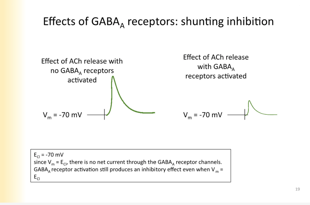 <p>open GABA receptors are providing another place for current to go and for ions to cross membrane</p><p>LOWERING resistance of the cell by opening ion channels</p><p>if put ach on cell when GABA receptors are activated it still shunts- WHY?</p><ul><li><p>the membrane potential at any given  moment is determined by the permeability of ions the cell is permeable to </p></li><li><p>as long as GABA receptors open, they have the -70 MV influence on cell</p></li></ul>