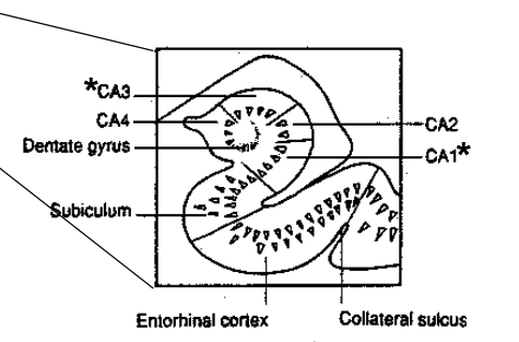 <p>Entorhinal cortex  <span>→ </span>dentate gyrus <span>→</span> CA3 <span>→</span> CA1 <span>→</span> subiculum <span>→ </span>entorhinal cortex</p>
