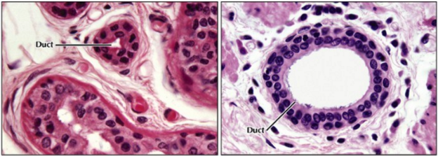<ul><li><p><strong>Not common</strong>; mostly found in <strong>glandular ducts</strong></p></li><li><p>Usually consists of <strong>two layers of cuboidal cells</strong></p></li></ul><p></p>