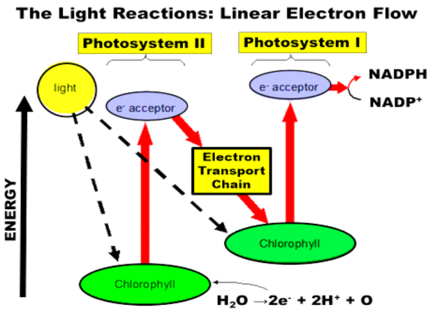 <ol><li><p>light goes into chlyorophyll </p></li><li><p>in P2 the electrons go into the e- acceptors, goes through a ETC, into another chylorphyll </p></li><li><p>for P1, that other chlyorophll emits electrons into another e- acceptors and produces NADPH and NADP+ </p></li></ol>