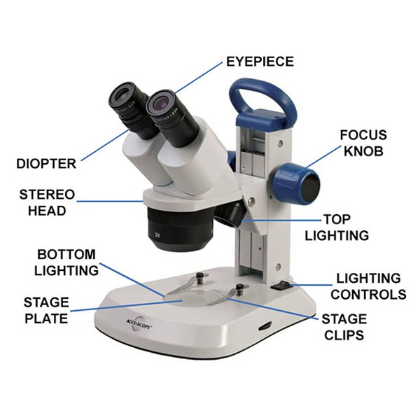 <p><span>3D view of a sample, typically used for dissection or examining surface details.</span></p>