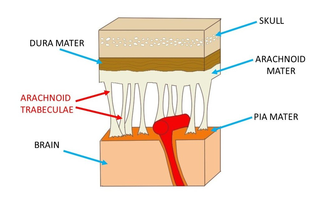 <p>extensions of the arachnoid that occur within the subarachnoid space</p>