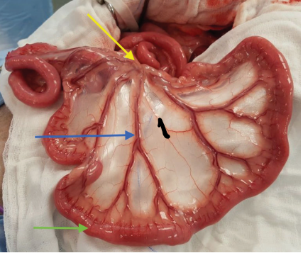 <p>The position of jejunum?</p>