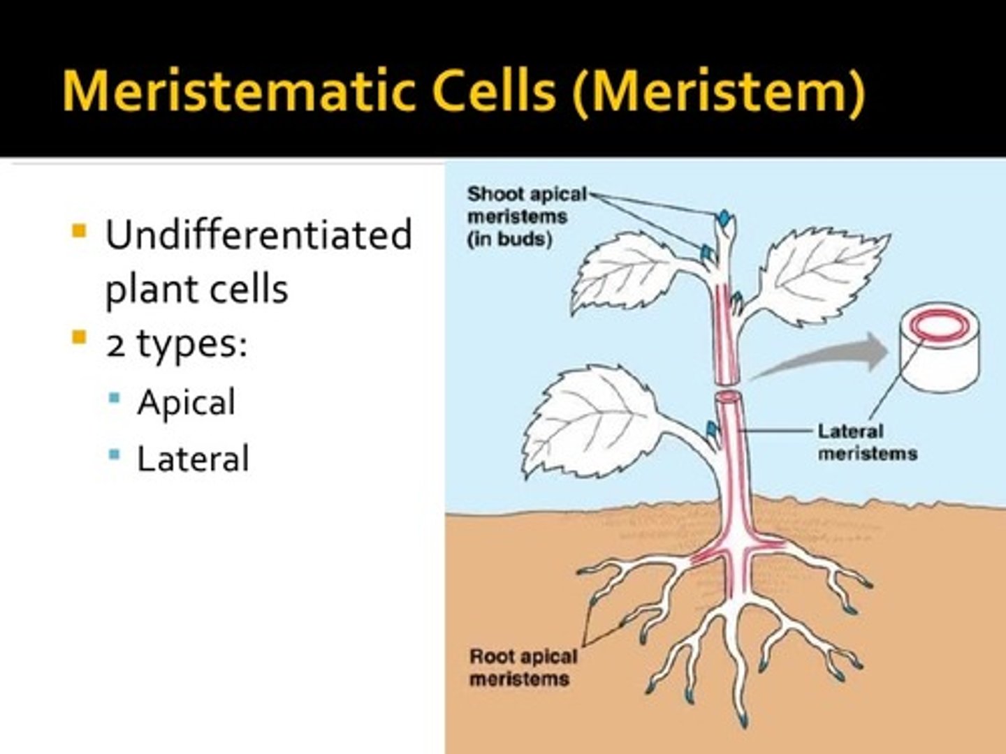<p>Stem cells for plants</p>