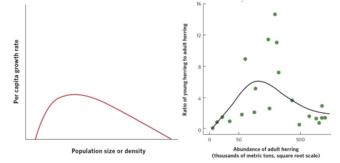 <p><span style="background-color: transparent;"><span>Most populations are governed by </span><strong><span>both</span></strong></span></p><p><span><span>Ex.</span></span><span style="background-color: transparent;"><span> Herring (right)</span></span></p><ul><li><p><span style="background-color: transparent;"><span>As population size increases, ratio of young to adult increases</span></span></p></li></ul><p></p>