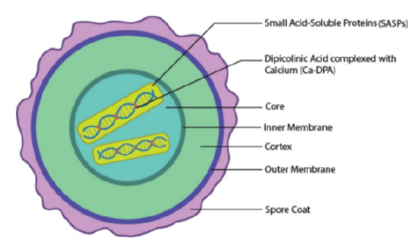 <p>The components Ca-DPA (Calcium dipicolinate) and SASPs (Small Acid-Soluble Spore Proteins) are crucial for...</p>