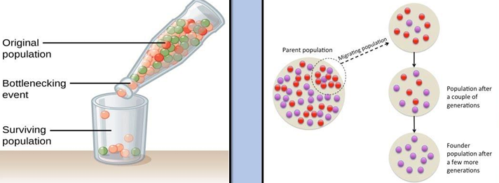 <p>They both lead to loss of genetic diversity but they have very different mechanisms</p><ul><li><p>bottleneck: original population is reduced bcs the majority of the individuals died in some sort of bottleneck event => surviving population has much lower degree in genetic diversity → all those alleles that went extinct with the indiviudals that died remain extinct</p></li><li><p>founder: from the current population there is a smaller migrating population were the allele frequencies might not be representative for the original parent population => in successive generations those alleles that are carried by the original founders can become much higher in frequency</p></li></ul><p></p>