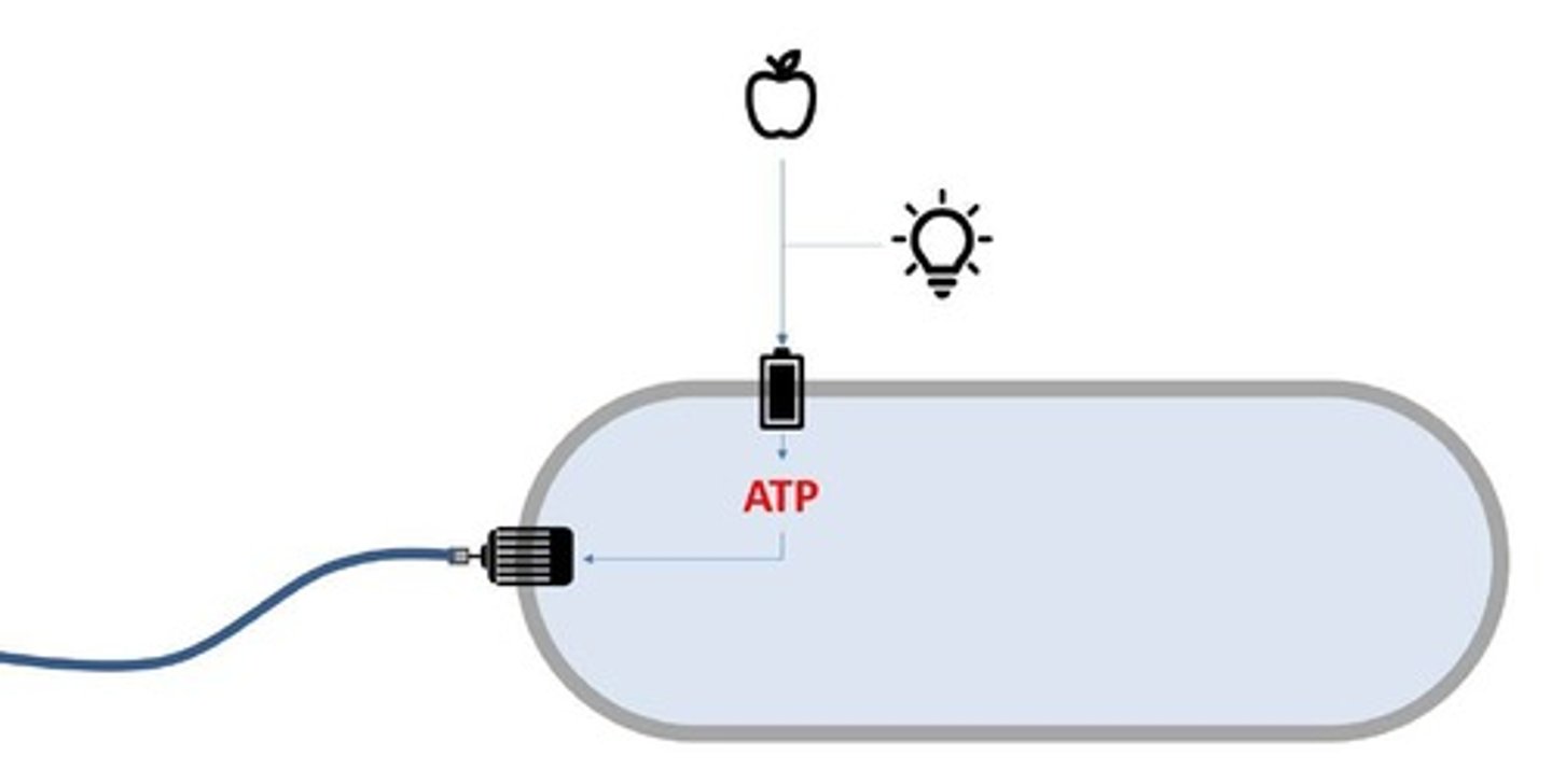 <p>ATP is the primary energy carrier in cells.</p>