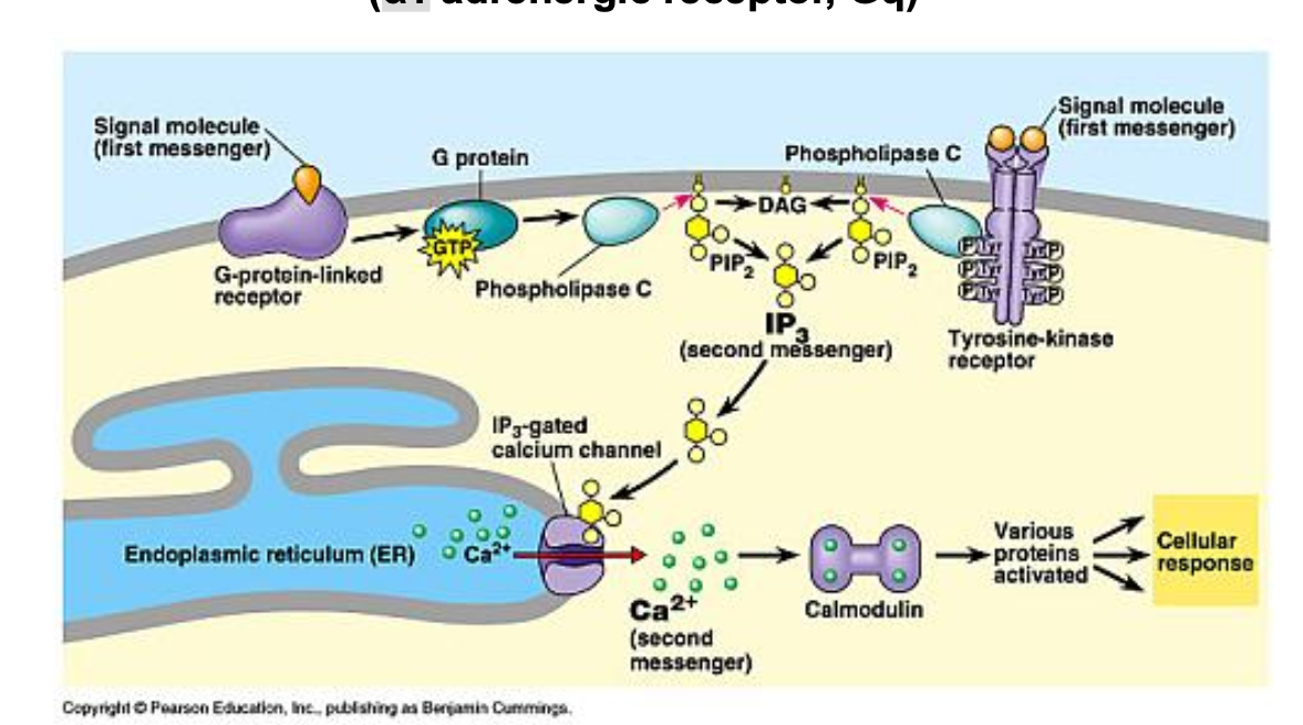 <ol><li><p>signal molecule binds to GPCR</p></li><li><p>G protein is activated by exchanging GDP for GTP</p></li><li><p>G protein activates PLC</p></li><li><p>PLC cleaves PIP2 into DAG and IP3 </p></li><li><p>IP3 difuses to the ER where it binds to IP3-gated Ca2+ channels</p></li><li><p>Ca2+ ions are released into the cytoplasm </p></li><li><p>Ca2+ ions bind to calmodulin forming a complex that activates various proteins → cellular responses</p></li></ol><p></p><p>signal molecule can bind to tyrosine kinase receptor that activates PLC → PIP2 blah blah blah</p><p></p>