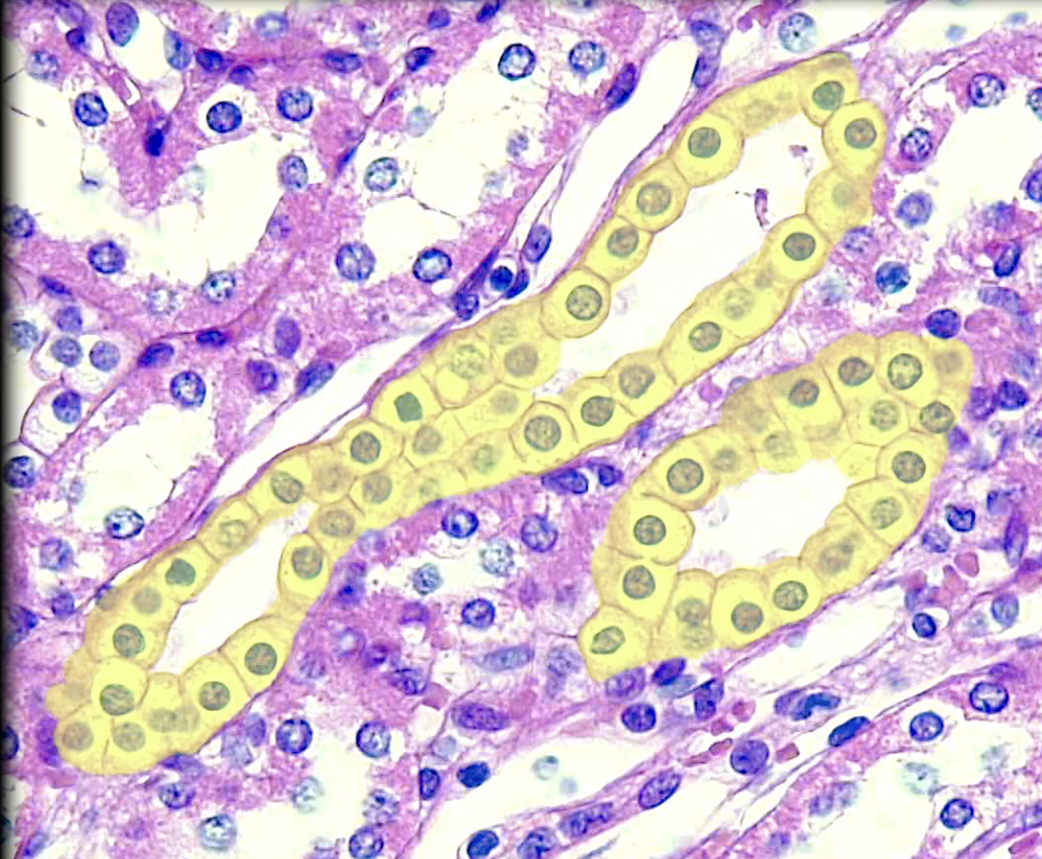 <p>Identify tissue by the image</p>