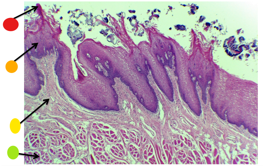 <p>orange, name and tissue type</p>