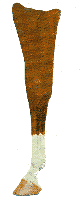 <p>white that extends to the cannon area above the fetlock but below the hock or knee</p>