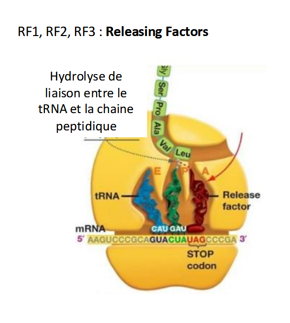 <p>RF1, RF2 et RF3 hydrolisent la liaison ARNt - chaine peptidique </p>