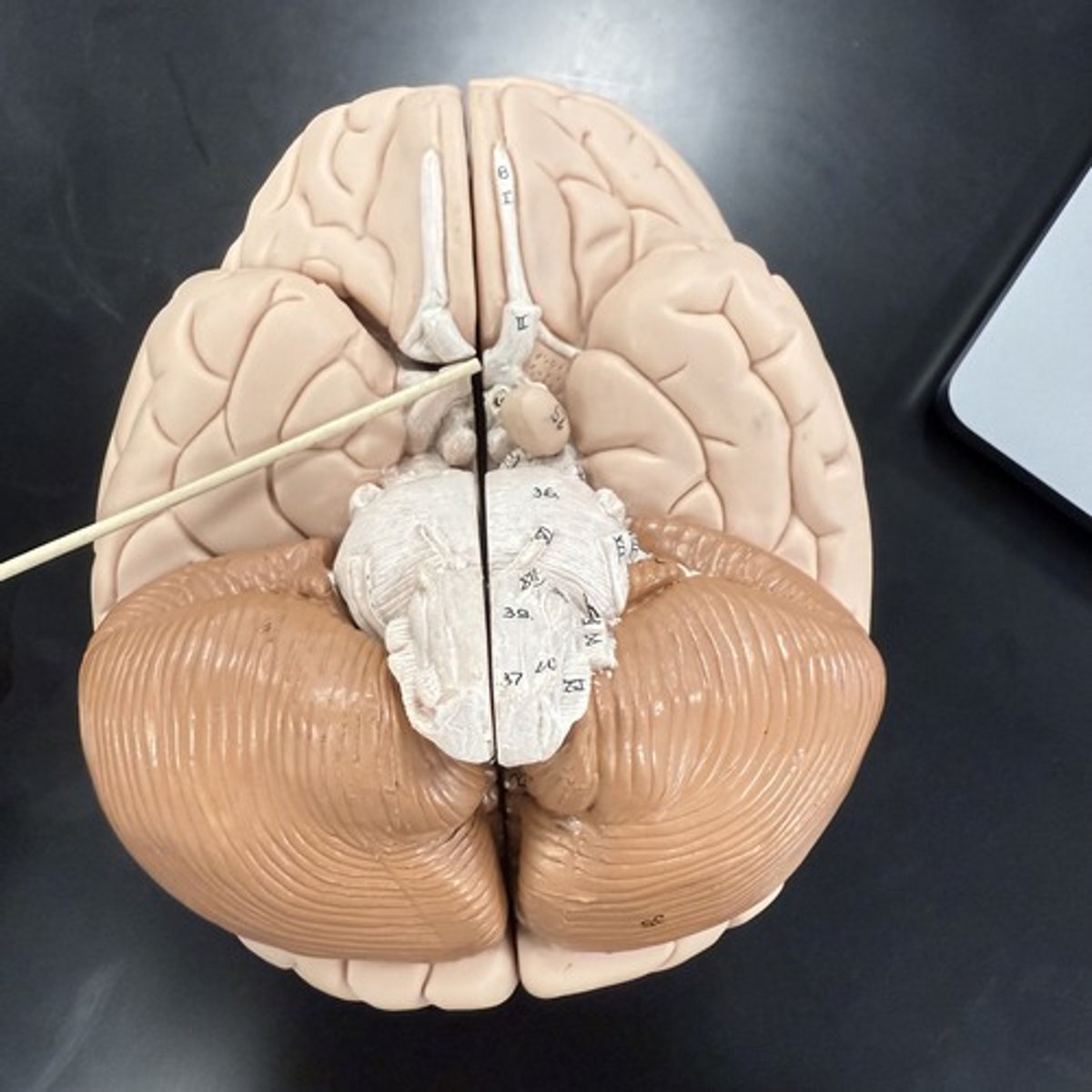 <p>What is this structure?</p>