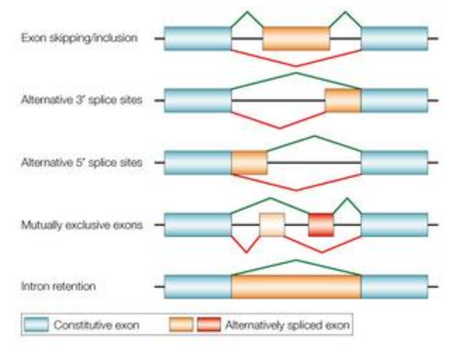 <p>alternative splicing </p>